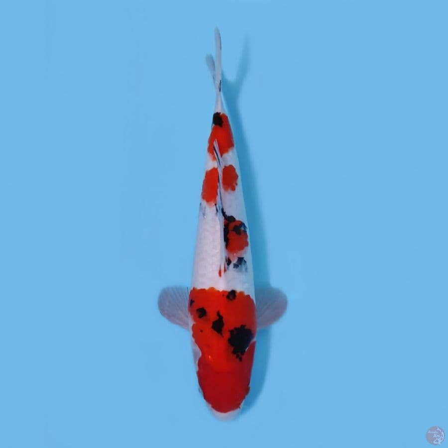 SANKE 33CM - MALE