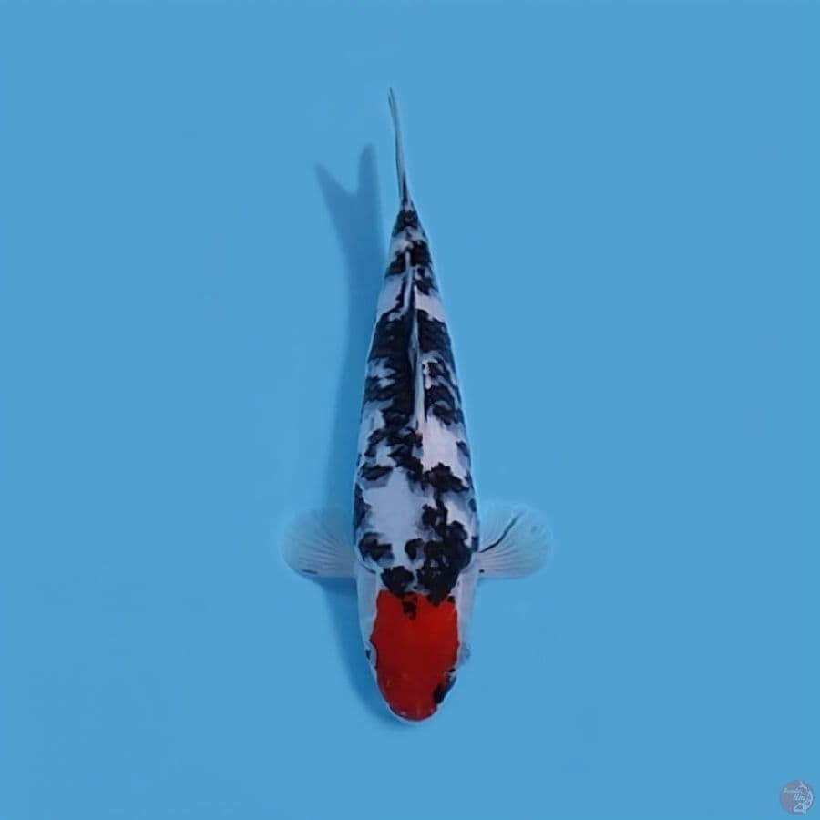 TANCHO SANKE 31CM - FEEMALE