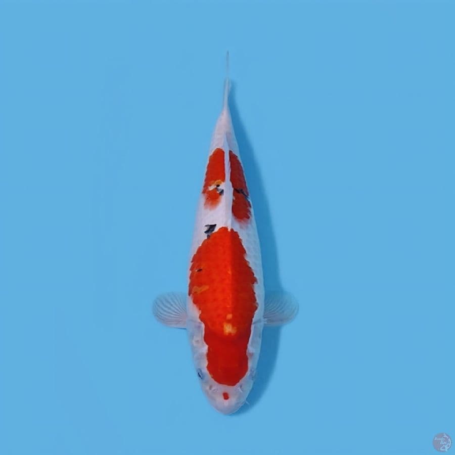 SANKE 39CM - MALE 