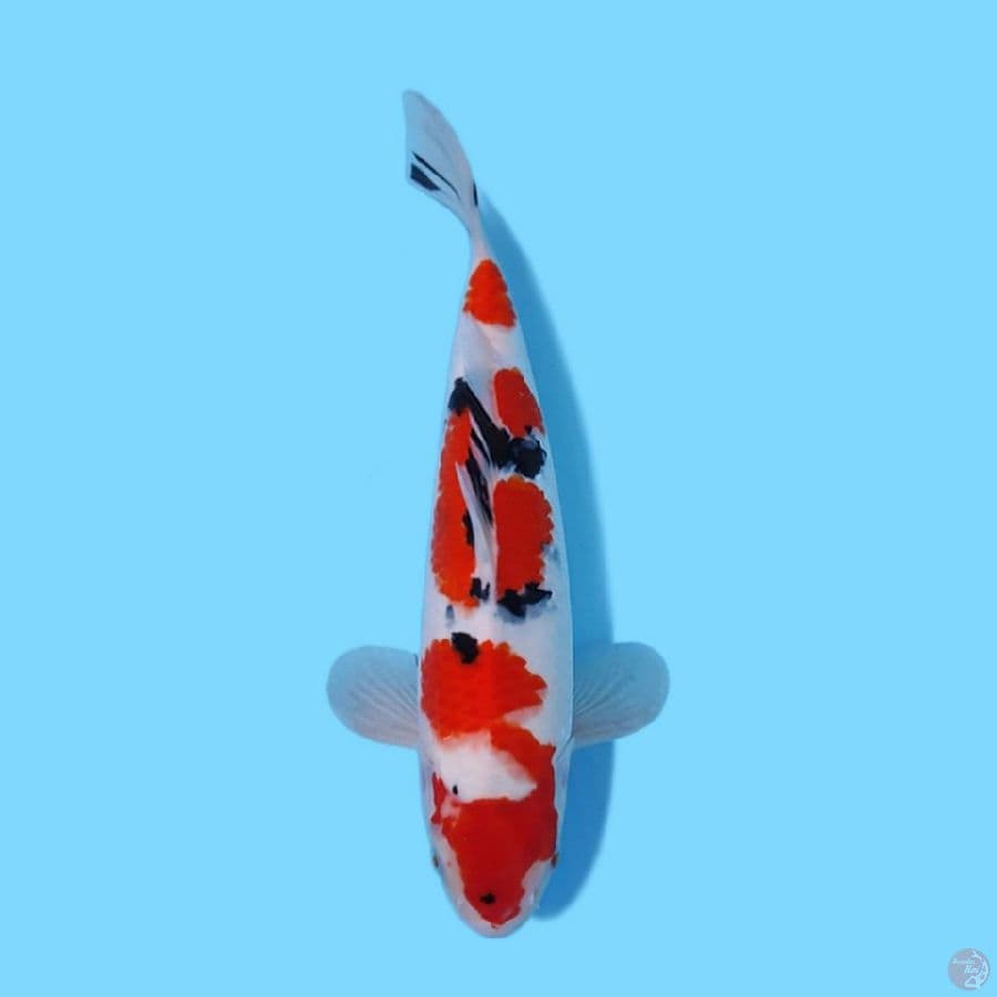 SANKE 34CM - MALE