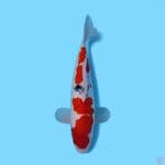 SANKE 34 CM - MALE