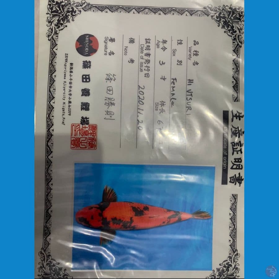 utsuri shinoda 90BU