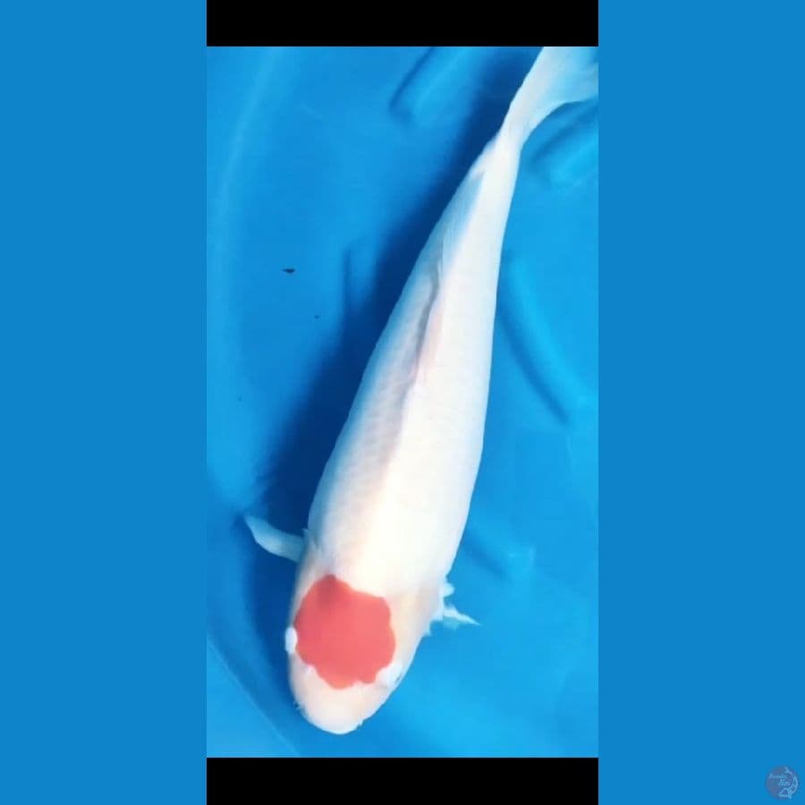 sakai Ltd Tancho 60cm