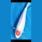 sakai Ltd Tancho 60cm