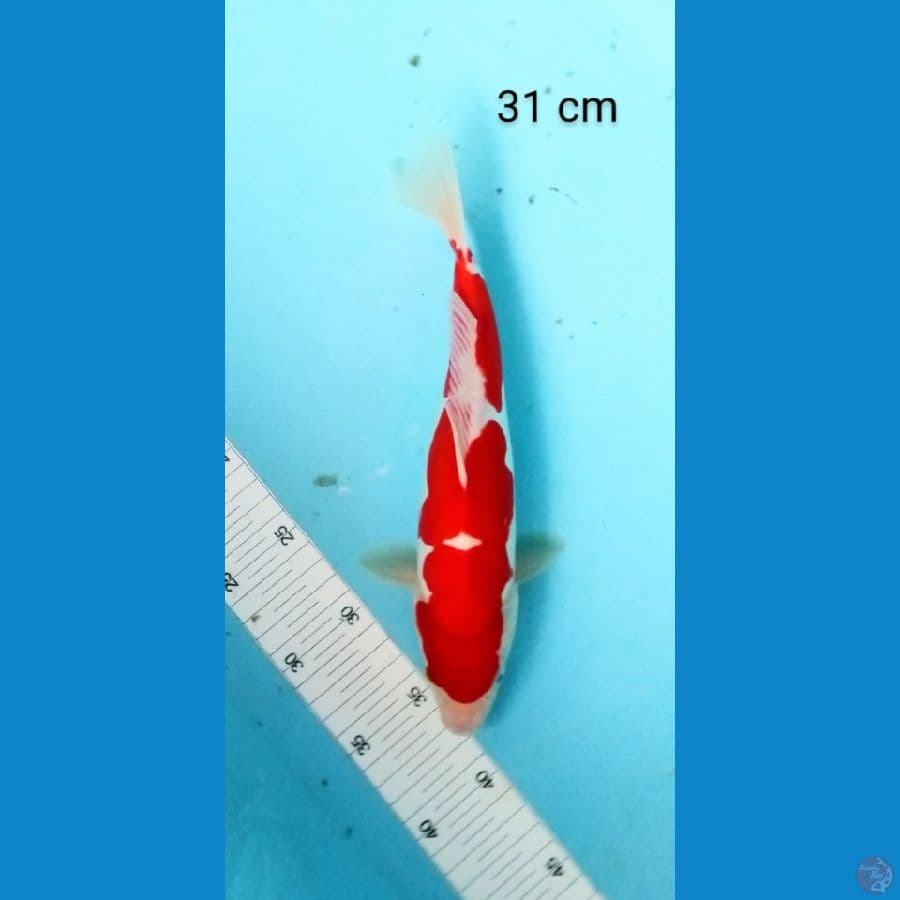 kohaku doits 31 cm