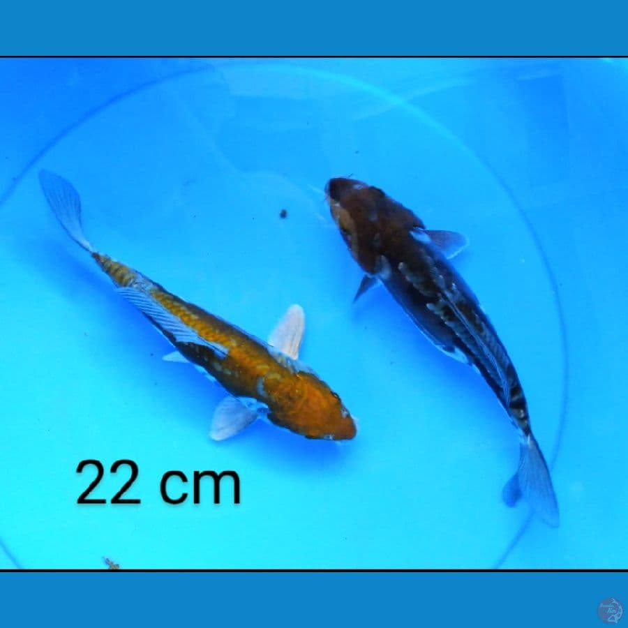duo ochiba doit 22 cm