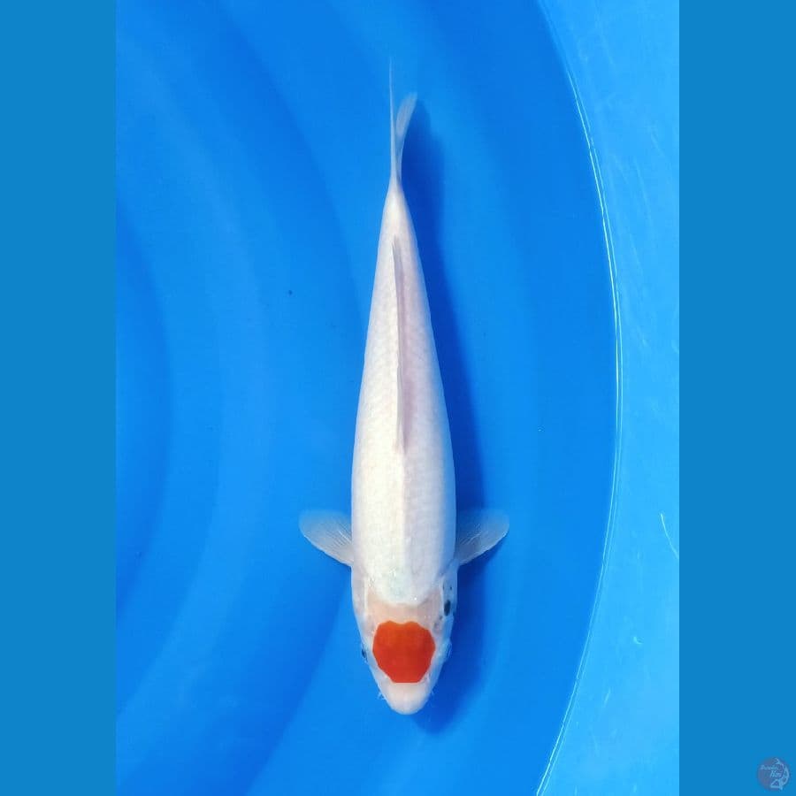 Tancho tategoi size 31 cm