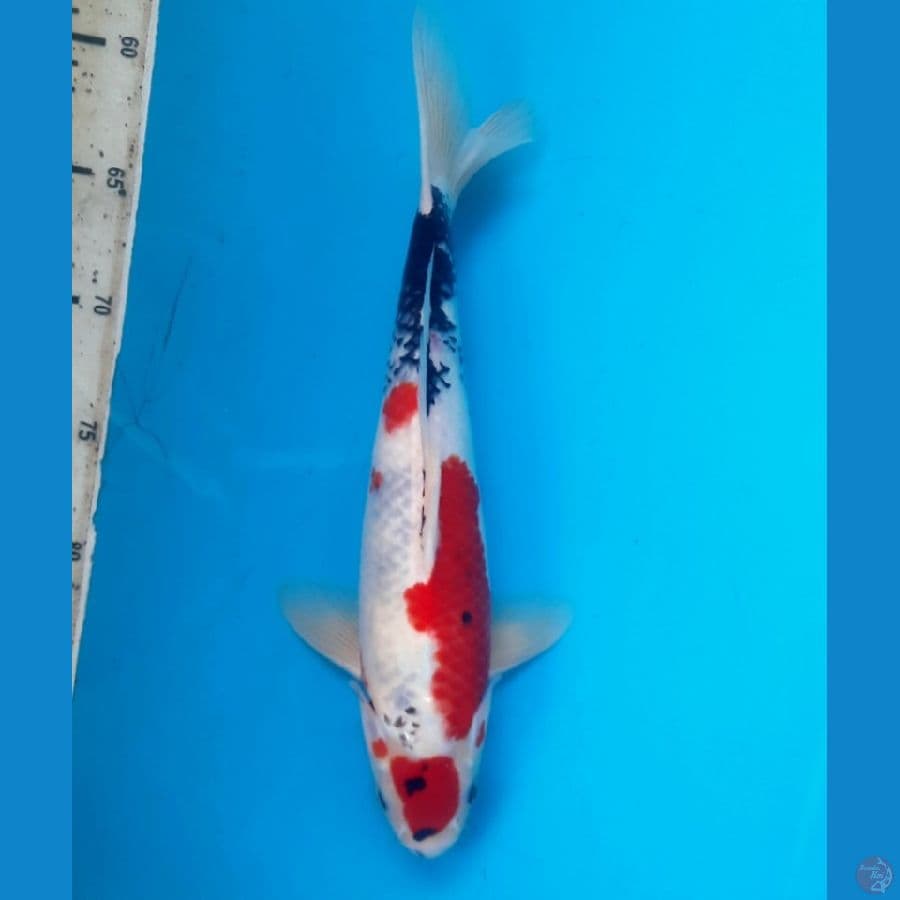 Prospect showa 32cm M