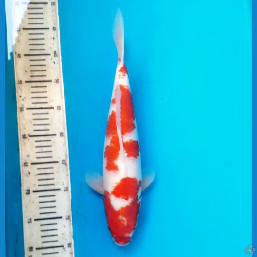 Kohaku 38cm F
