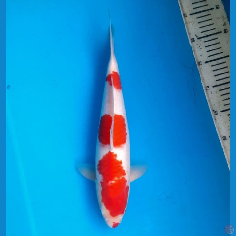 Kuchibeni Kohaku 38cm F