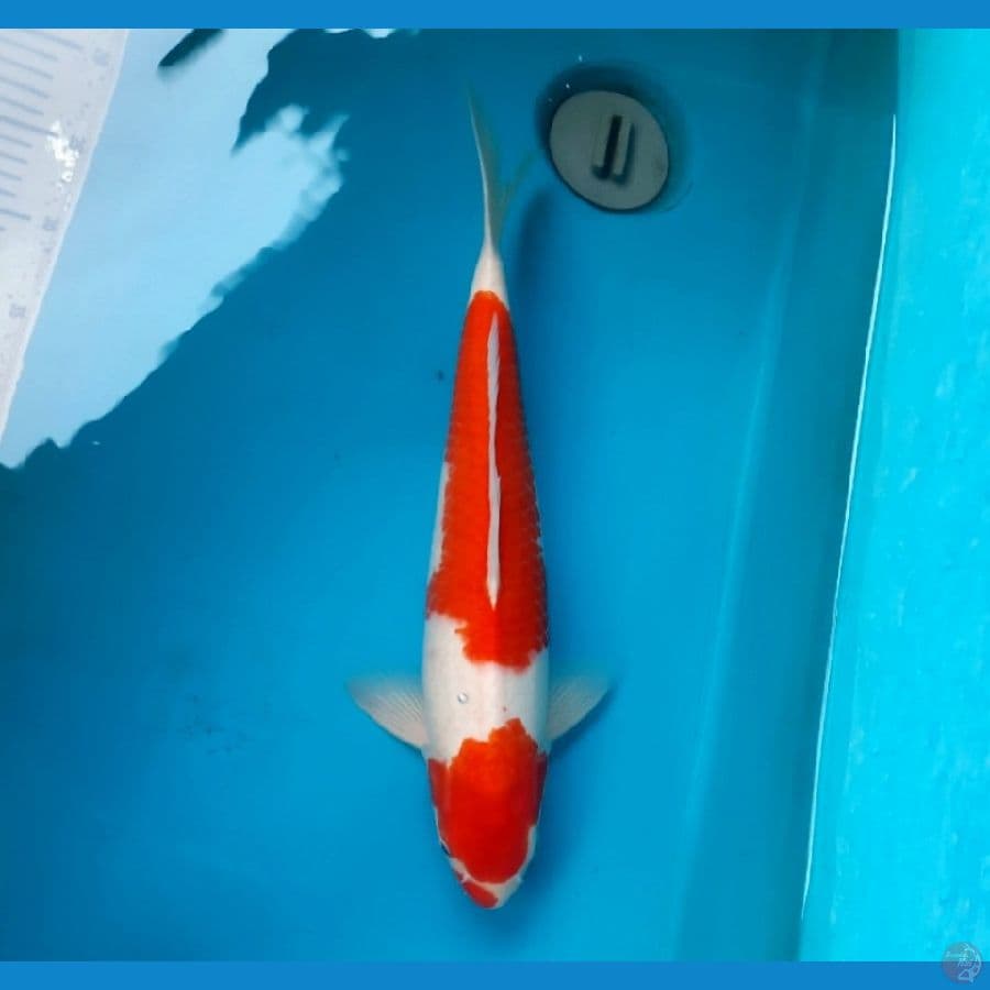 Kohaku 40cm M