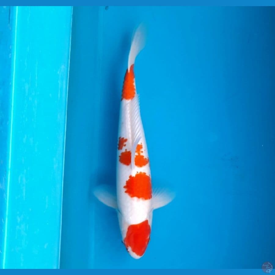 Maruten Kohaku 39cm M