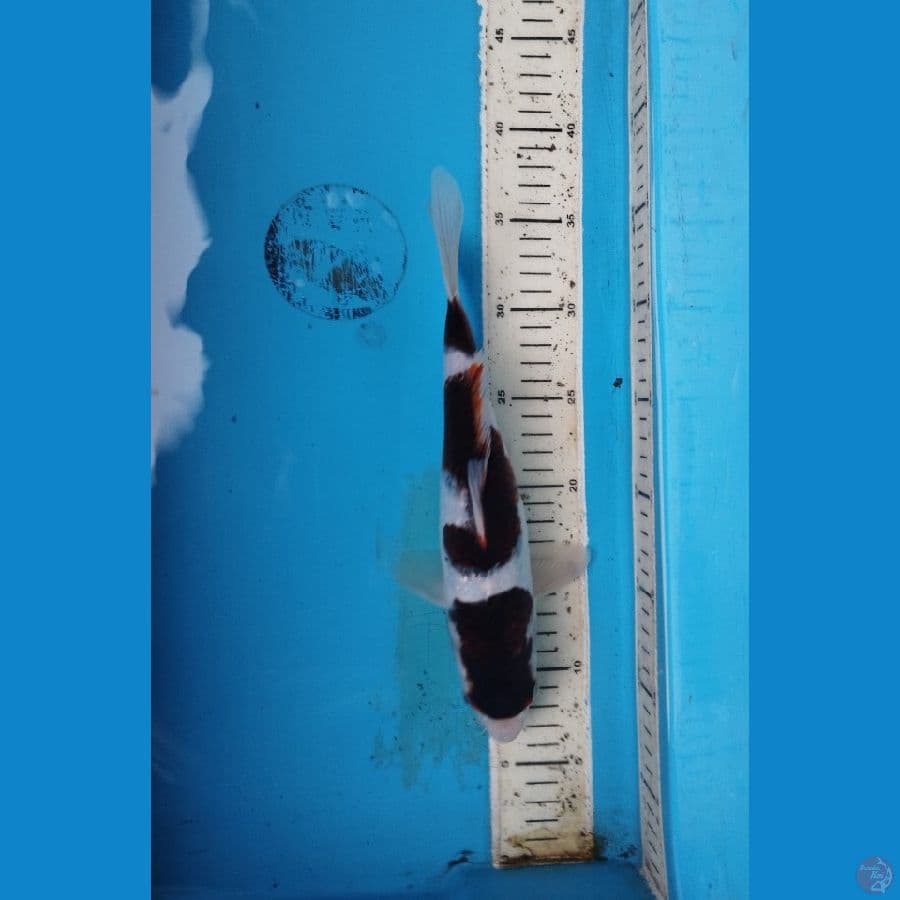 goromo 29cm