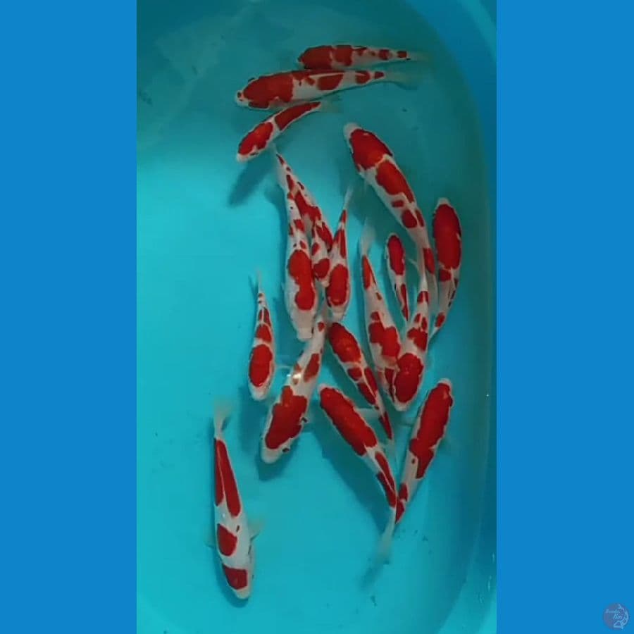 paket Kohaku.18.Ekor. 11.18.Cm