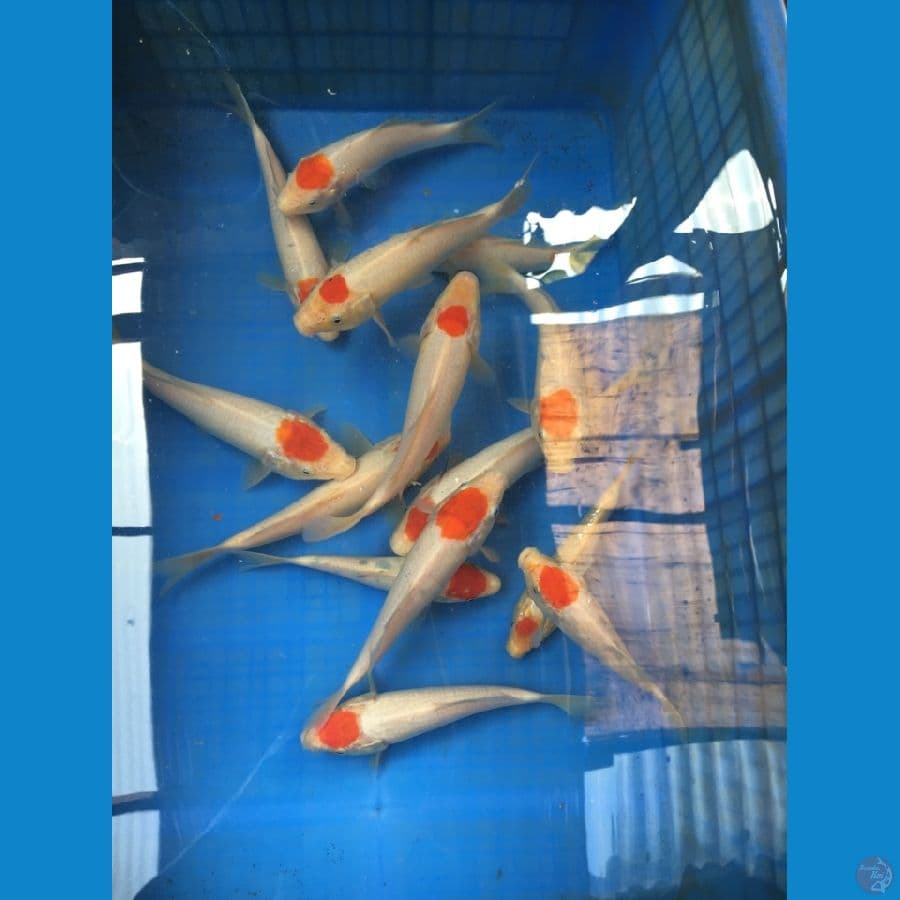 PAKET TANCHO ORI 15ekor