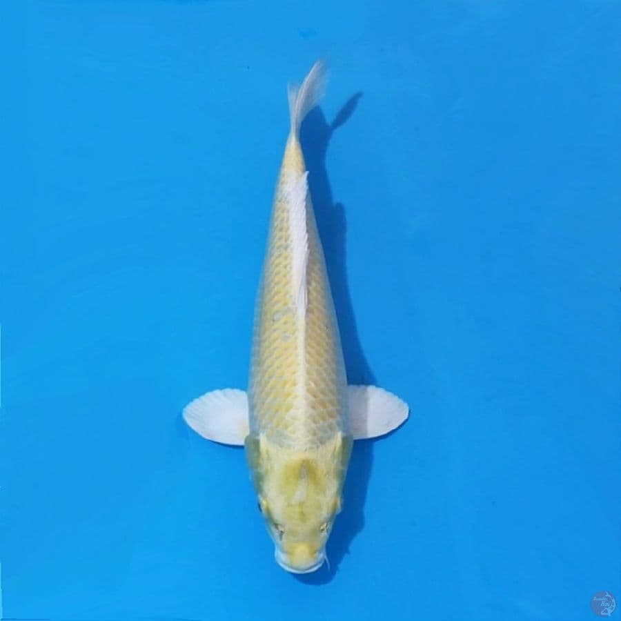 14. OGON MATA MERAH 32 CM FEMALE
