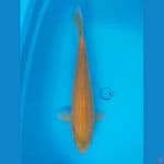 KARASHI 44 CM / MALE