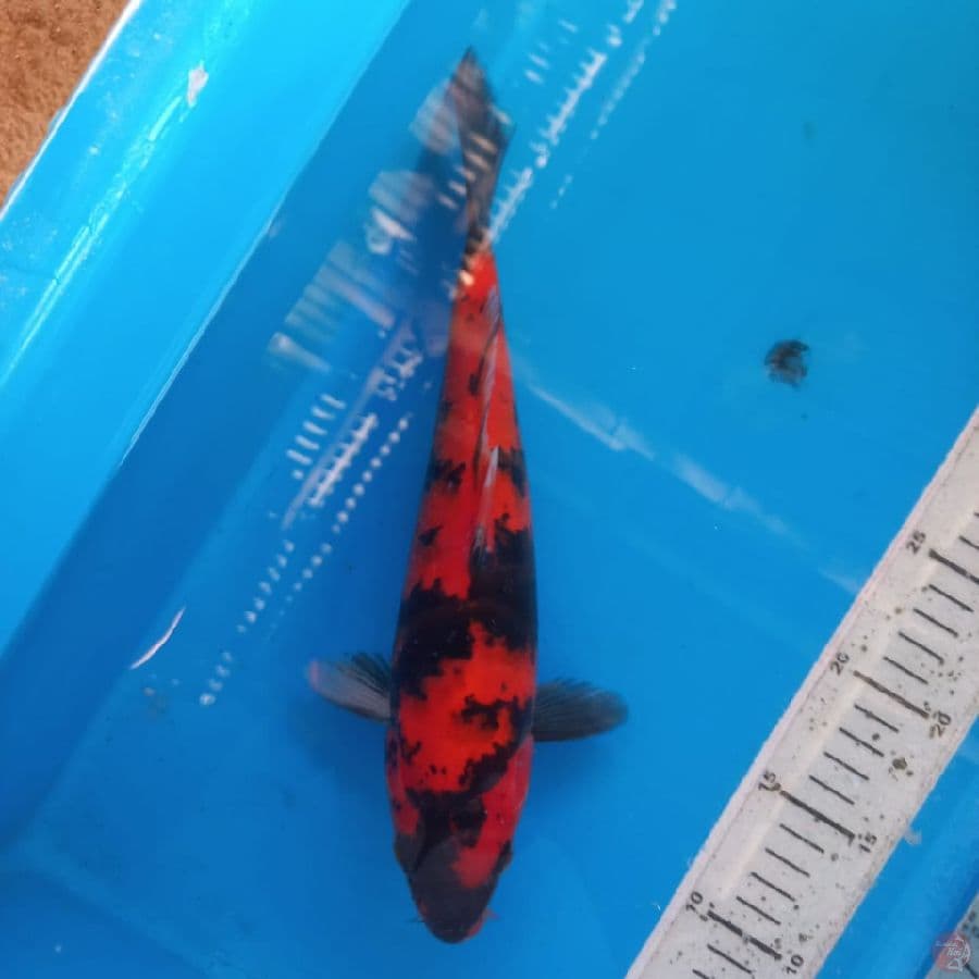 Showa 28 cm