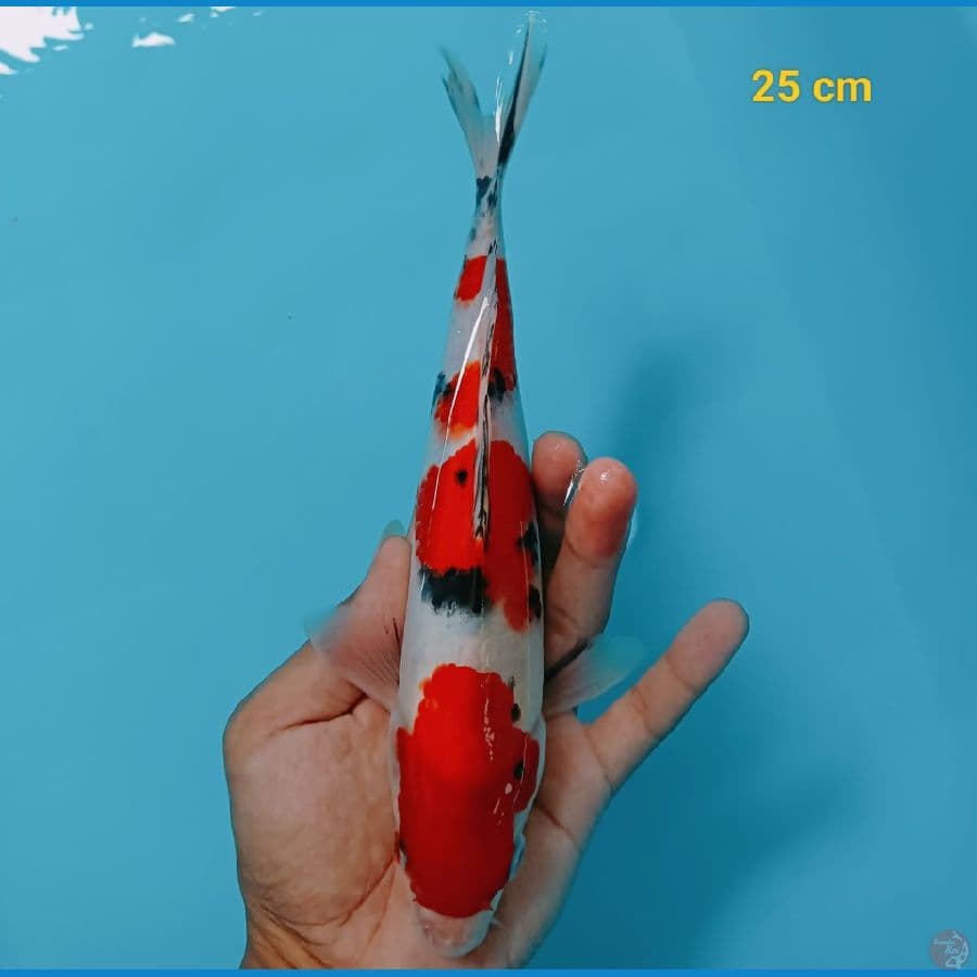 SANKE 25 cm