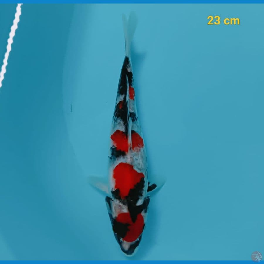 SHOWA F1 23cm