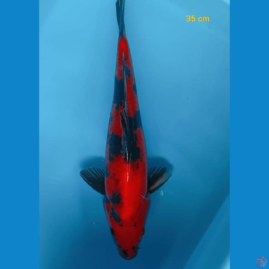 HI SHOWA STRONG 35 cm
