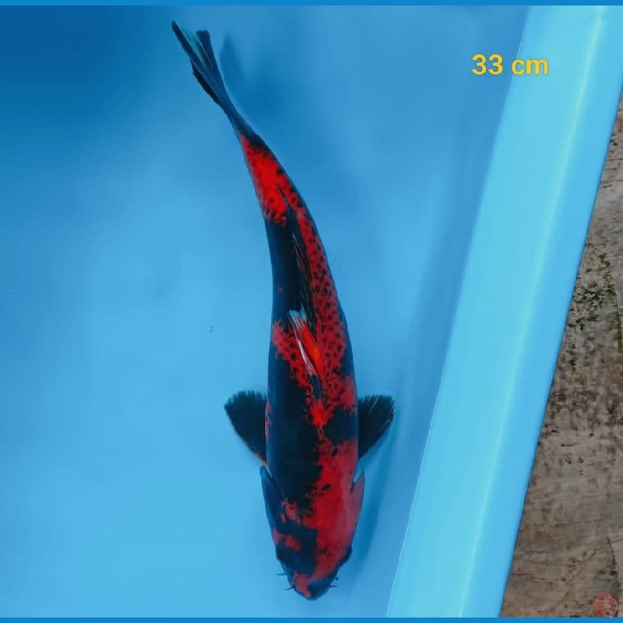 HI SHOWA 33 cm