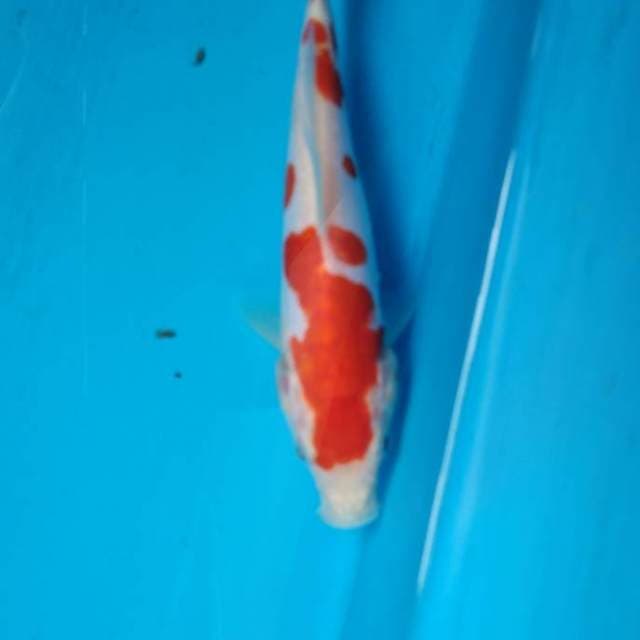 SQ kohaku