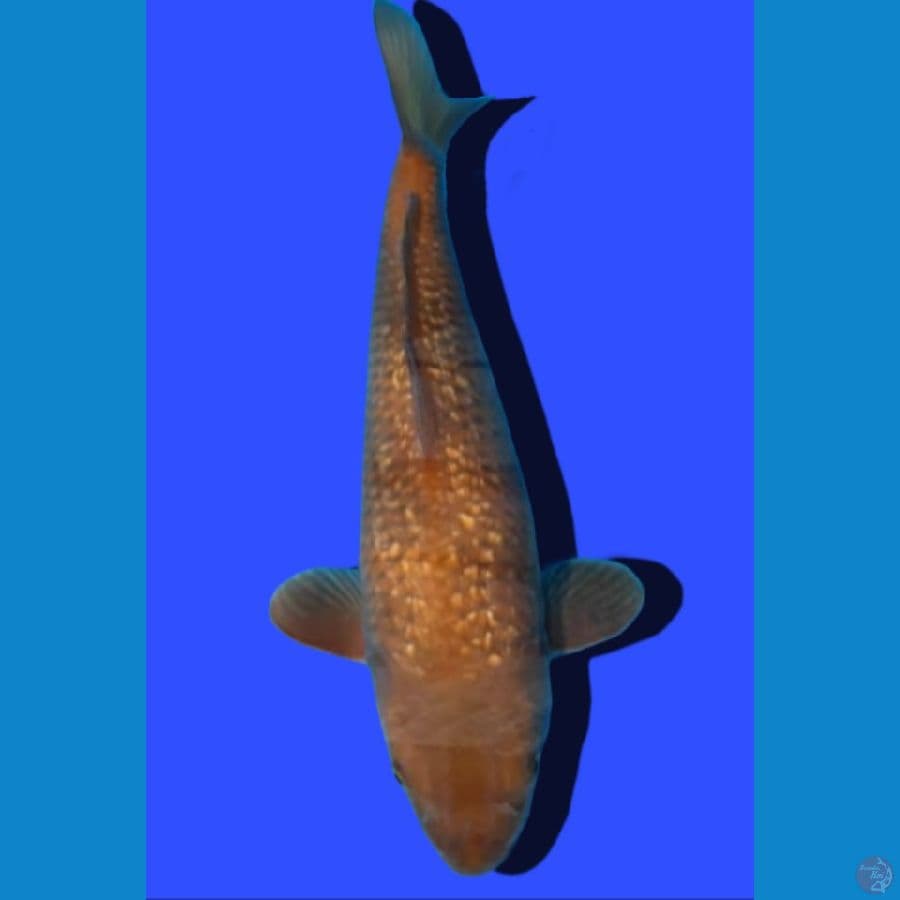 penjinak kolam Bulky