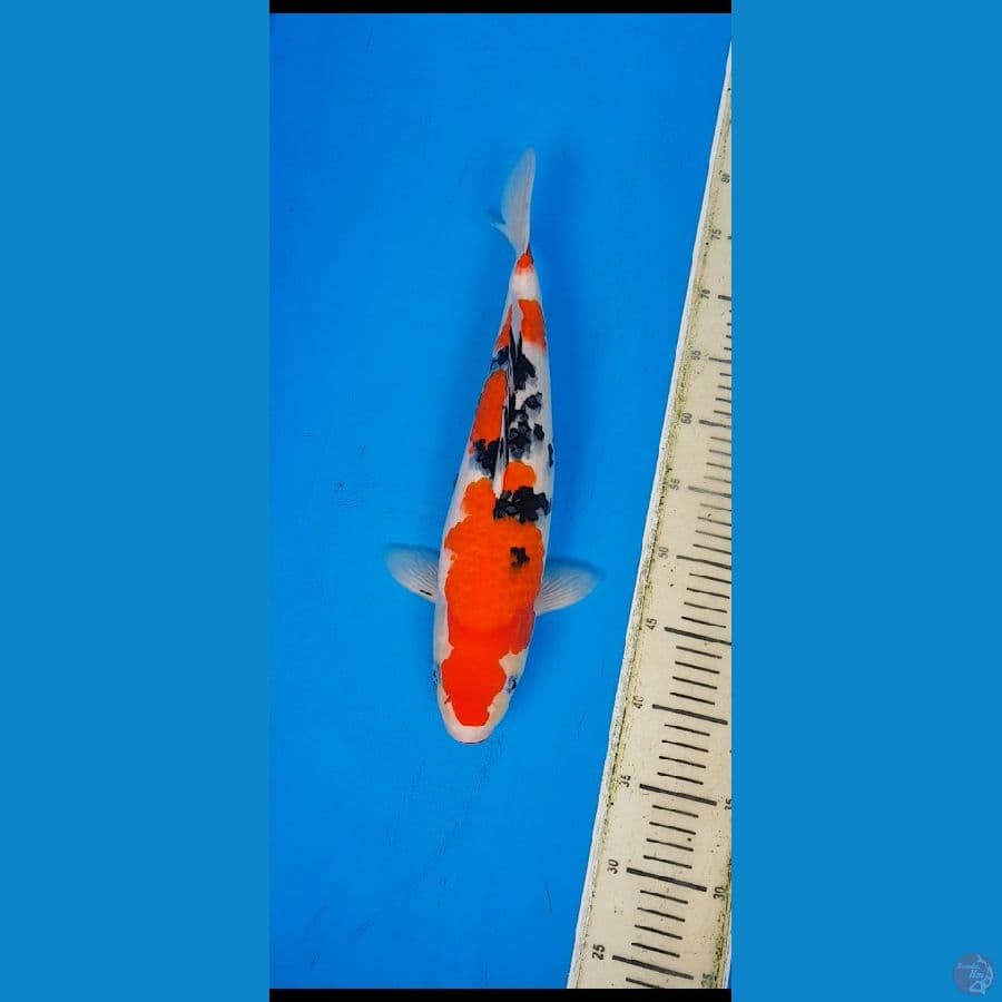 sanke SQ...,.42cm..female