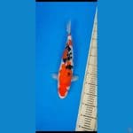 sanke SQ...,.42cm..female