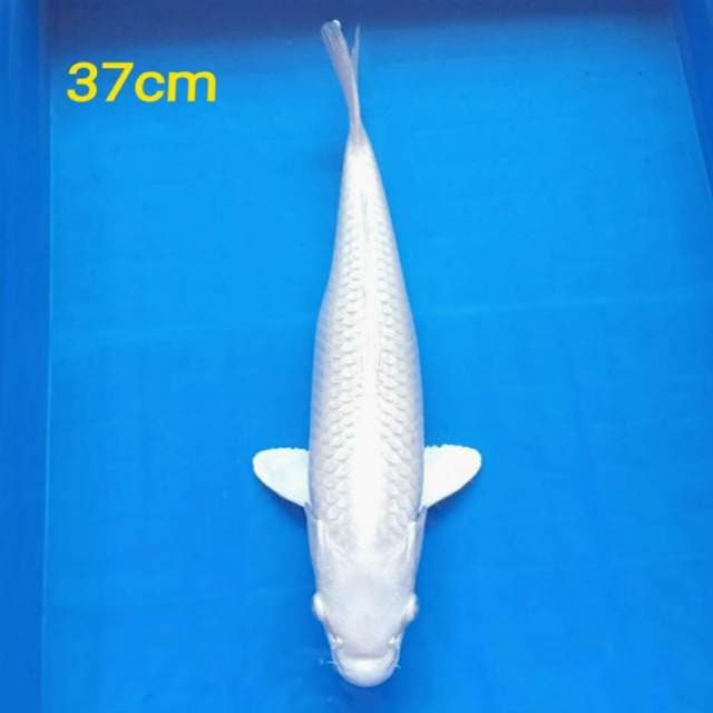 Platinum seputih salju 37cm