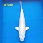 Platinum seputih salju 37cm
