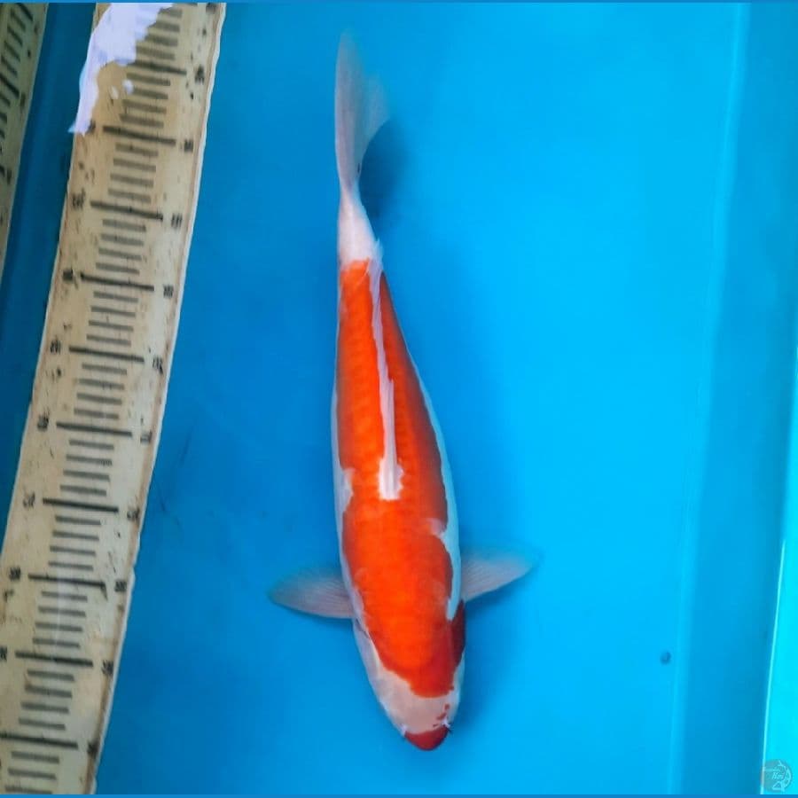 Kohaku Doitsu 44cm Female