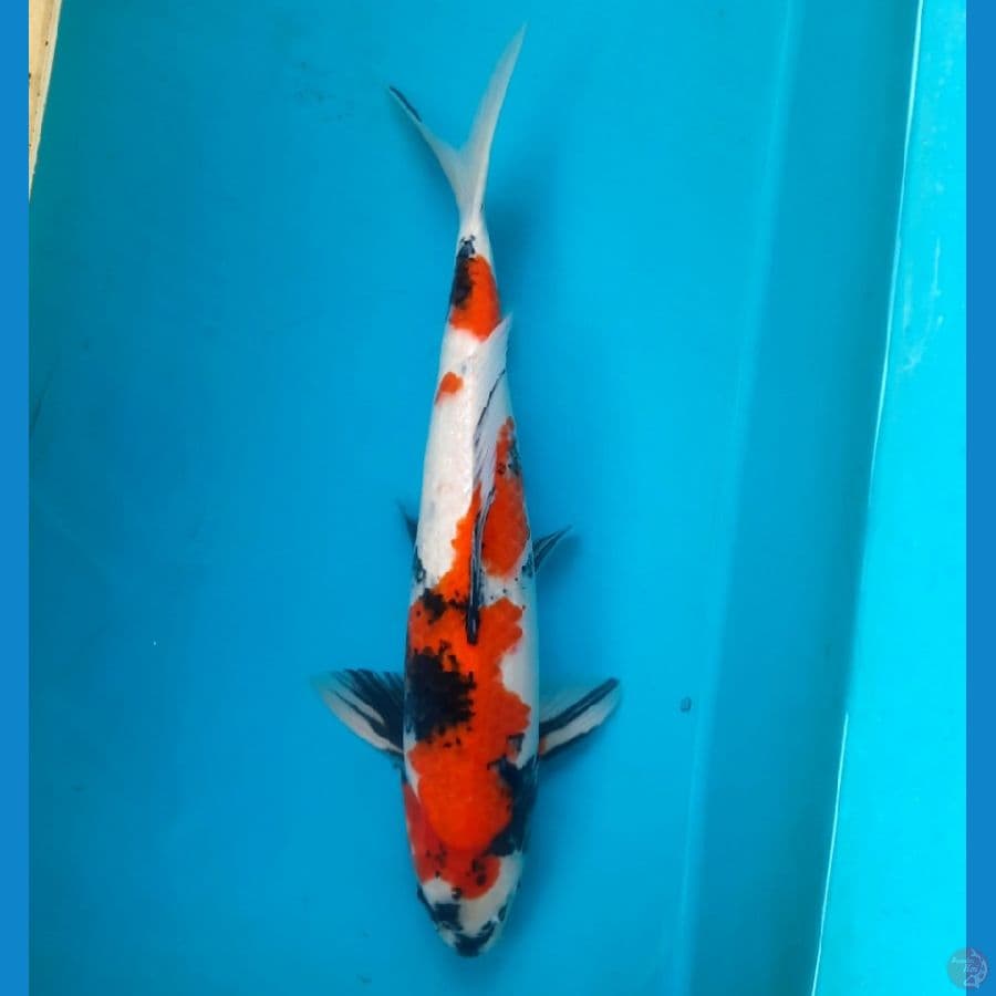 Showa 43cm Male