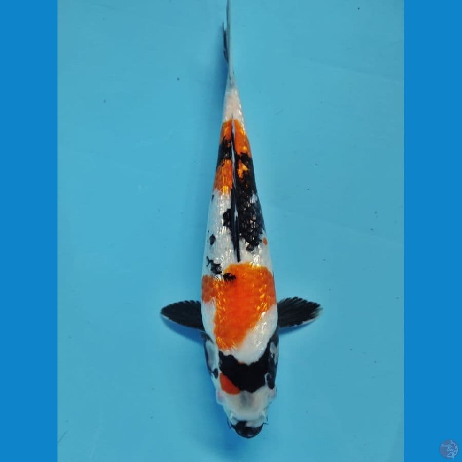 showa 29cm