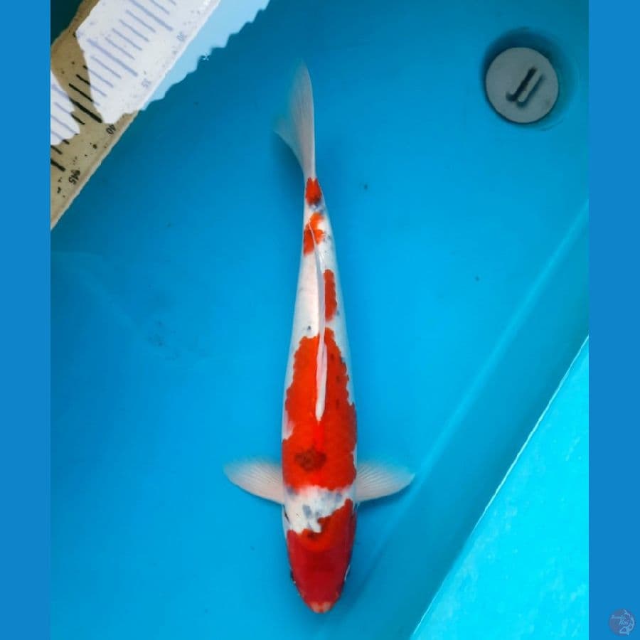 Goshiki 42cm Male