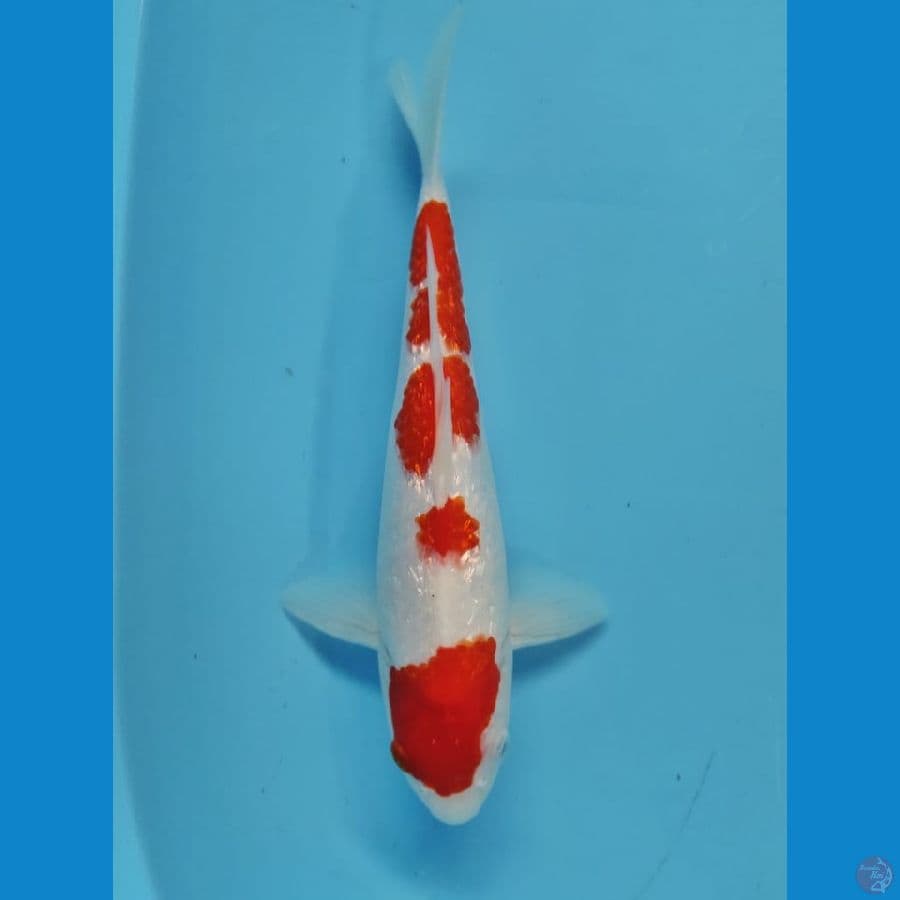 kohaku 30cm