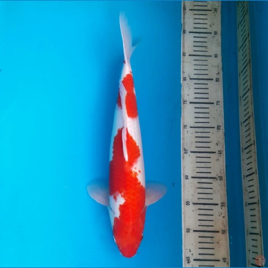 Kohaku 43cm Male