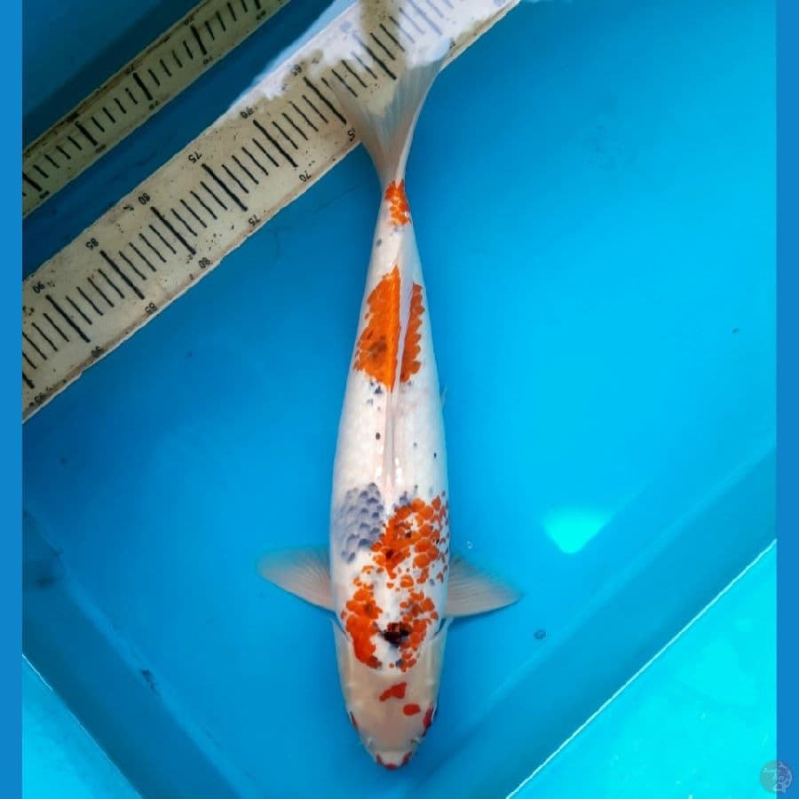 Kanoko Goshiki 49cm Female