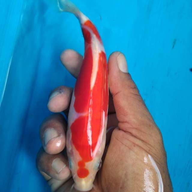 SQ kohaku