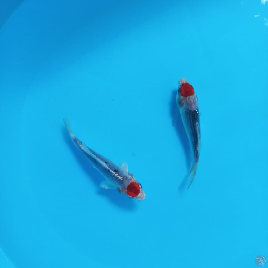 *TANCHO KUJAKU//14 CM*