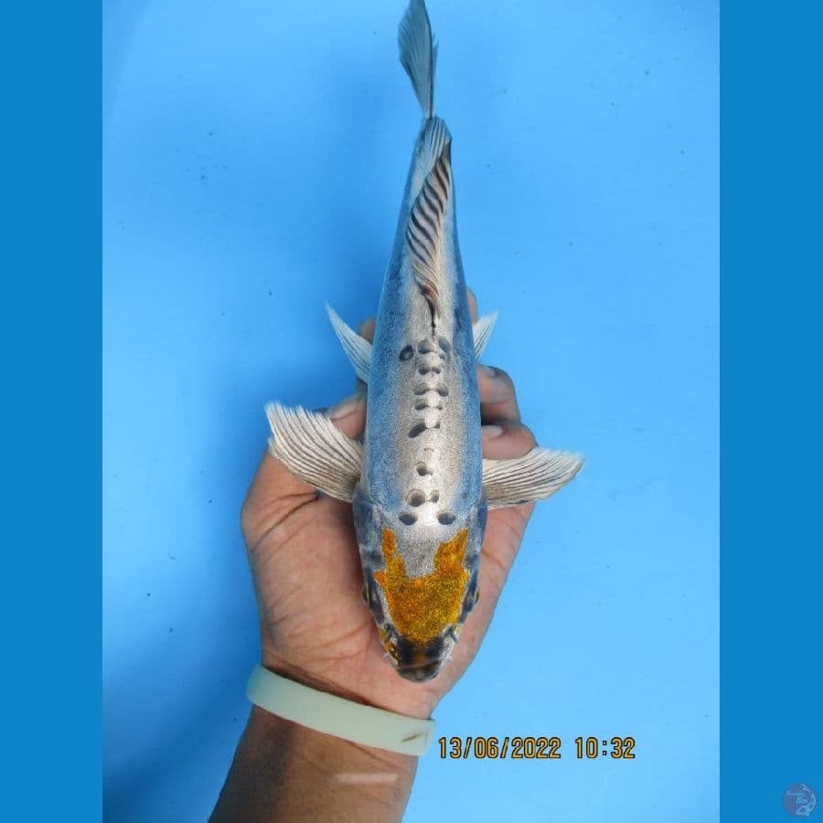 MKC KOI GRUB