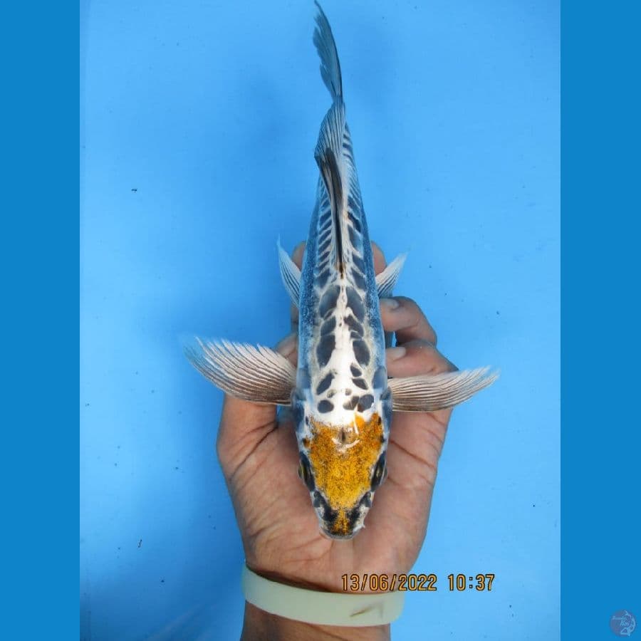 MKC KOI GRUB