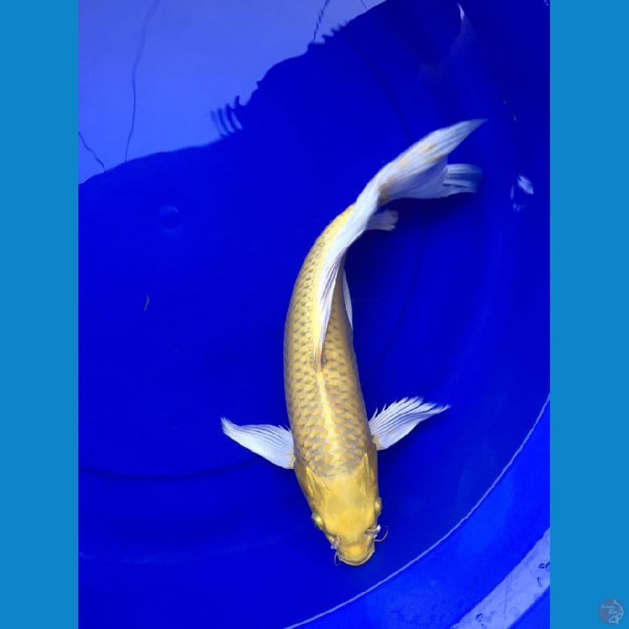 kumpay ogon 38cm