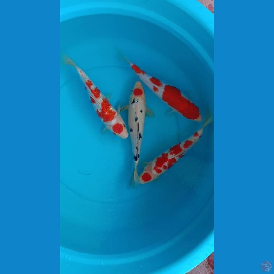 Kohaku x Tc Sanke 30-31cm