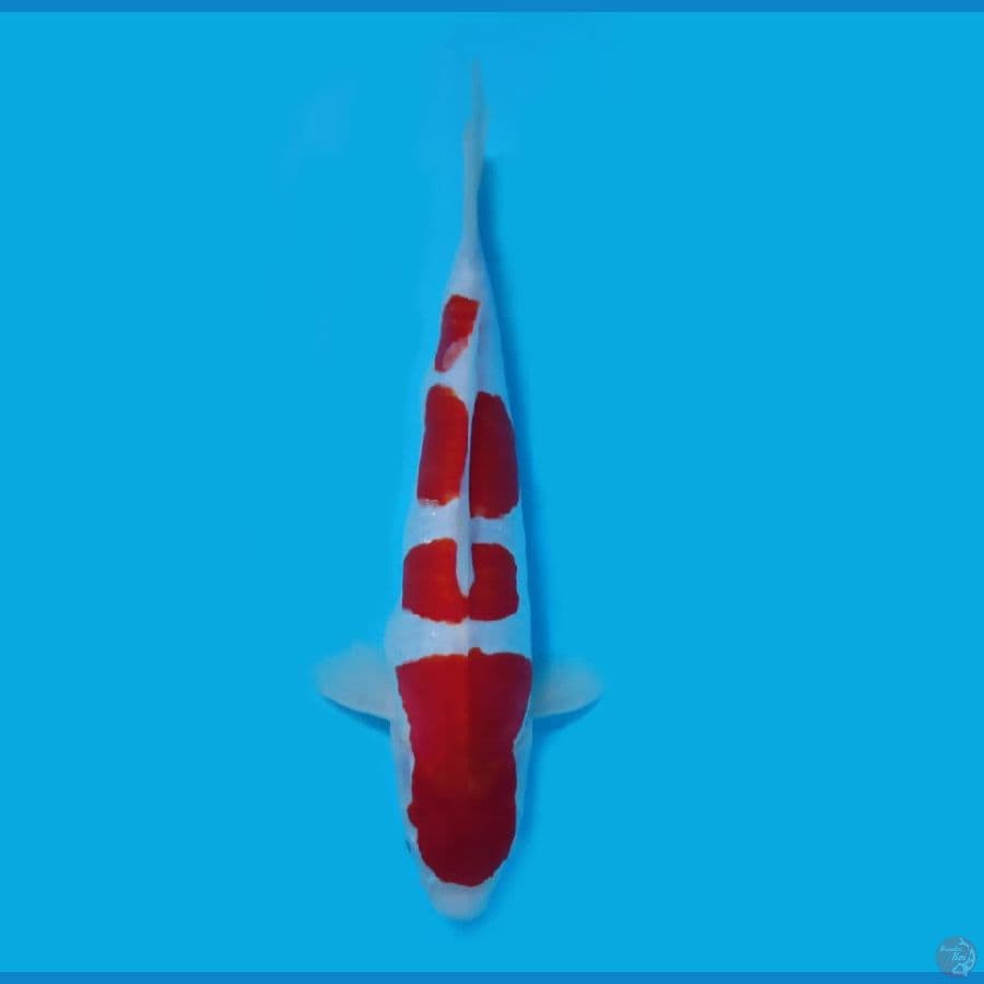 HQ kohaku pure doitsu 32cm
