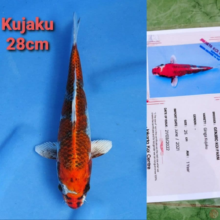 GENJIRO KUJAKU 28CM