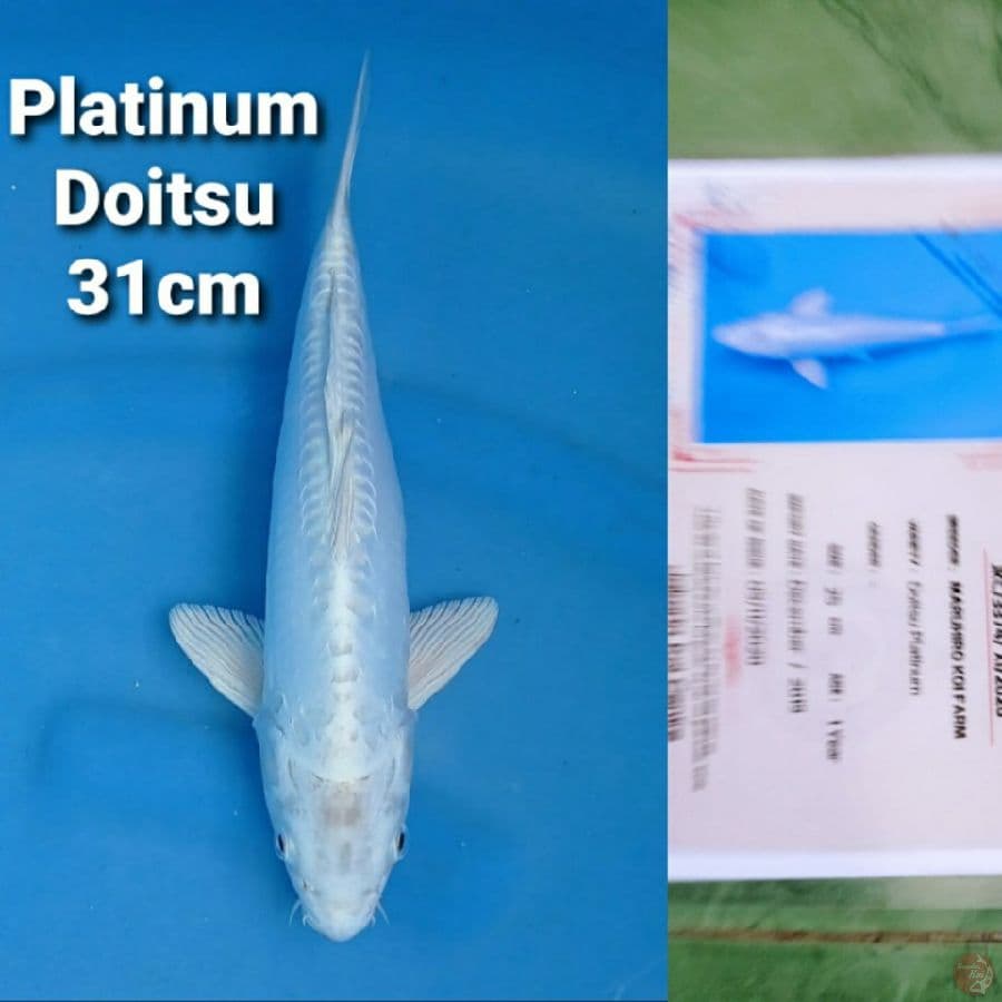 MARUHIRO PLATINUM DOITSU 31CM