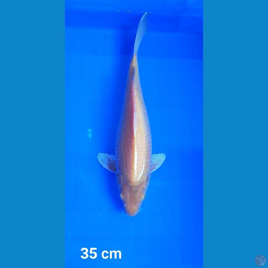 KARASI JAGUNG MATA MERAH