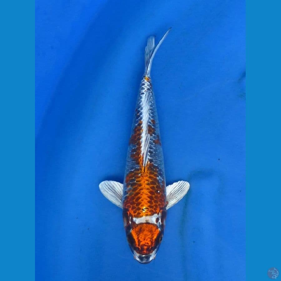 29cm - Beni ginga